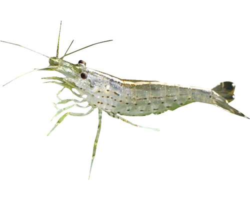 Garnele für das Aquarium