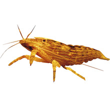Amano Garnele