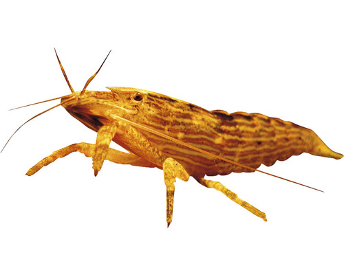 Amano Garnele