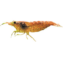 Amano Garnele für Aquarien