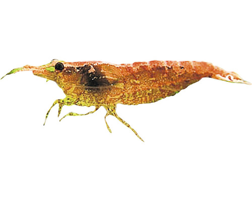 Amano Garnele für Aquarien