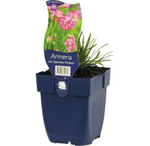 Grasnelke FloraSelf Armeria maritima 'Splendens Perfecta' H 5-15 cm Co 0,5 L
