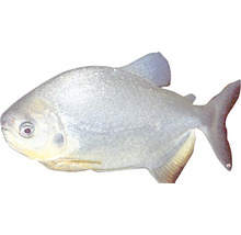 Silberdollar Fisch für Aquarien