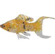 Goldmolly Fisch