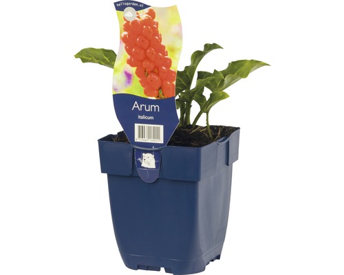 Italienischer Aronstab FloraSelf Arum italicum H 5-30 cm Co 0,5 L