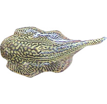 Pfauenaugenstechrochen für Aquarien