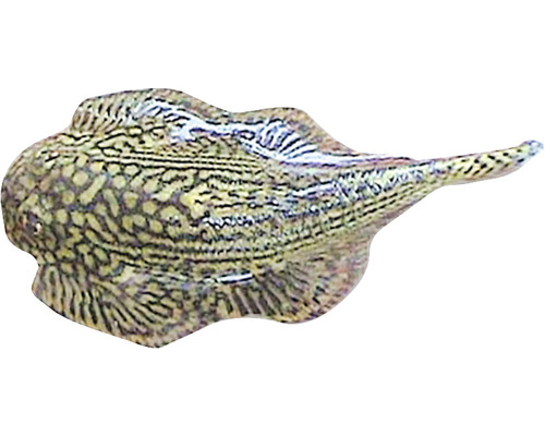 Pfauenaugenstechrochen für Aquarien