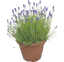 Lavendel im Topf
