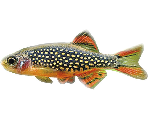 Perlhuhnbärbling für Aquarien