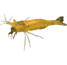 Garnele für Aquarien