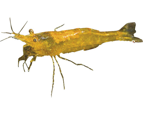 Garnele für Aquarien