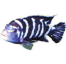 Ein einzelner Zebrabuntbarsch