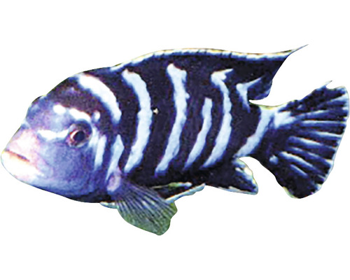 Ein einzelner Zebrabuntbarsch