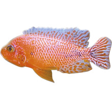 Oranger Buntbarsch