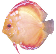 Diskusfisch für das Aquarium