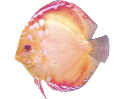 Diskusfisch für das Aquarium
