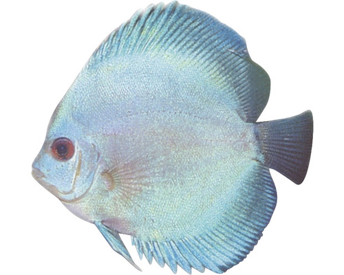 Blauer Diskusfisch für das Aquarium