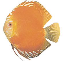 Scheibenbarsch