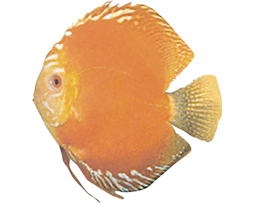 Scheibenbarsch