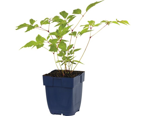 Ahornblättrige Strauchspiere in einem Topf