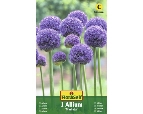 Verpackung von 1 Allium Gladiator Blumenzwiebel