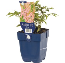 Astilbe im Topf