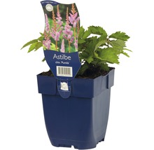 Astilbe chinensis Pumila in einem Topf.