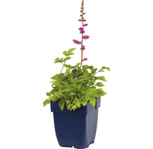 Astilbe in einem Topf mit grünen Blättern und pinkfarbenen Blüten.