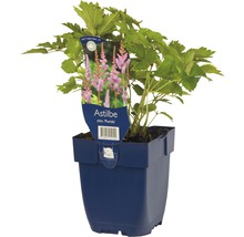 Astilbe chinensis Pumila in einem Pflanztopf