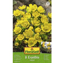 FloraSelf Winterling Eranthis cilicica, 8 Stück