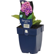 Bergenie im Topf