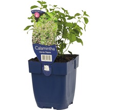 Bergminze FloraSelf Calamintha nepeta Co 0,5 L