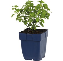 Bergminze FloraSelf Calamintha nepeta Co 0,5 L