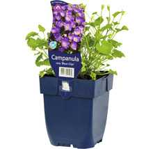 Niedrige Glockenblume FloraSelf Campanula carpatica 'Blaue Clips' H 5-20 cm Co 0,5 L