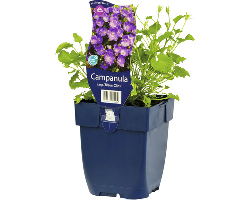 Niedrige Glockenblume FloraSelf Campanula carpatica 'Blaue Clips' H 5-20 cm Co 0,5 L