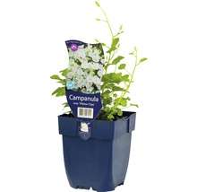 Glockenblume ''Weisse Clips'' im Topf