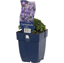Polster Glockenblume FloraSelf Campanula garganica H 5-15 cm Co 0,5 L