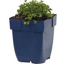 Blumentopf mit Pflanze