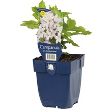Glockenblume Lactiflora Loddon Anna im Topf