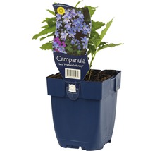 Glockenblume im Topf