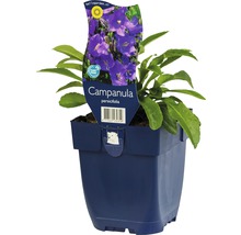 Glockenblume in einem Topf