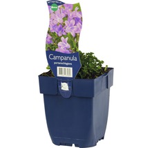 Glockenblume FloraSelf Campanula poscharskyana 'Catharina' H 5-15 cm Co 0,5 L