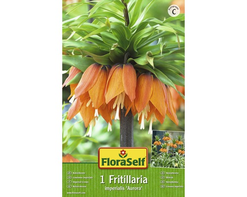 Kaiserkrone, botanische Bezeichnung Fritillaria imperialis ''Aurora''