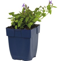 Glockenblume im Topf für den Garten