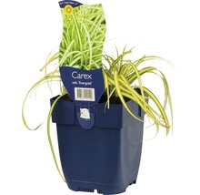 Carex ''Evergold'' Ziergras im Topf