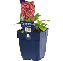 Rote Spornblume FloraSelf Centranthus ruber 'Cocciuneus' H 5-60 cm Co 0,5 L