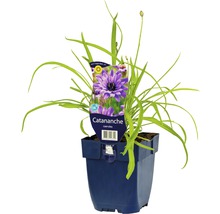 Catananche caerulea im Topf