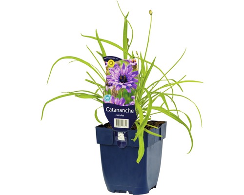 Rasselblume FloraSelf Catanache caerulea H 5-70 cm Co 0,5 L