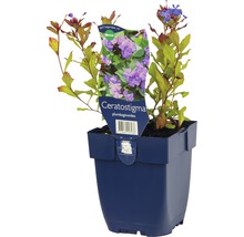 Bleiwurz Ceratostigma plumbaginoides im Topf