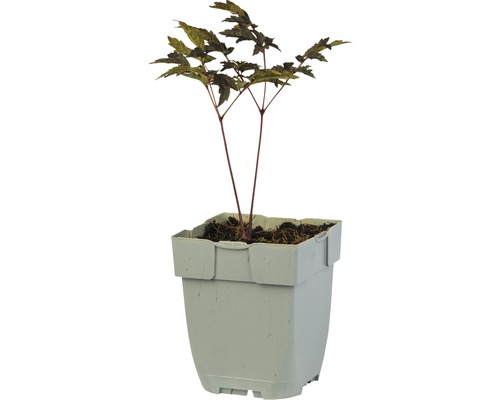 Japanischer Ahorn im Topf